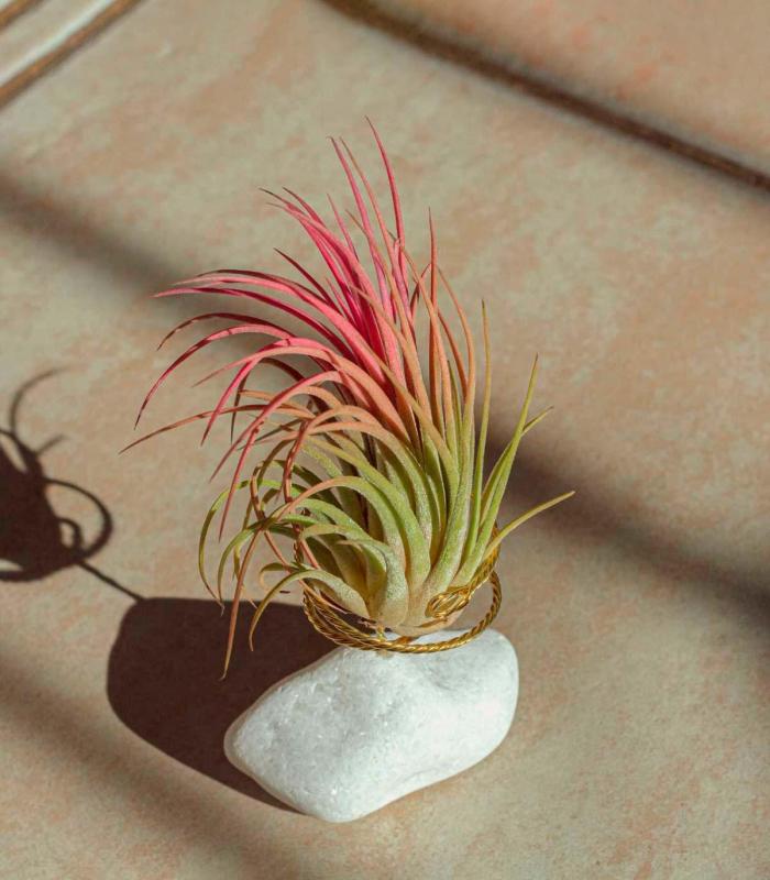 Comprar Planta de aire tillandsia con soporte Weißer Naturstein