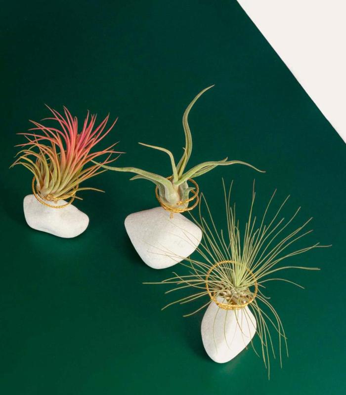 Comprar Planta de aire tillandsia con soporte Pedra branca natural