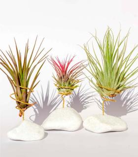 Comprar Planta de aire tillandsia con soporte Natural white stone