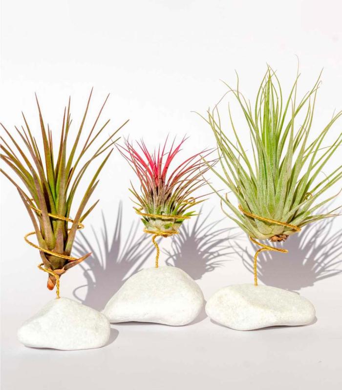 Comprar Planta de aire tillandsia con soporte Piedra blanca natural
