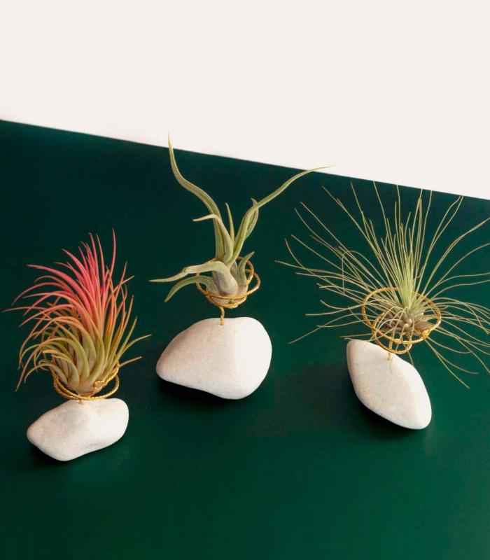Comprar Planta de aire tillandsia con soporte Weißer Naturstein