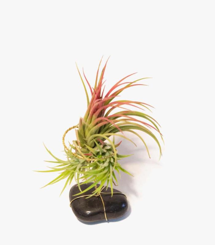 Comprar Planta de aire tillandsia con soporte Pierre noire naturelle polie