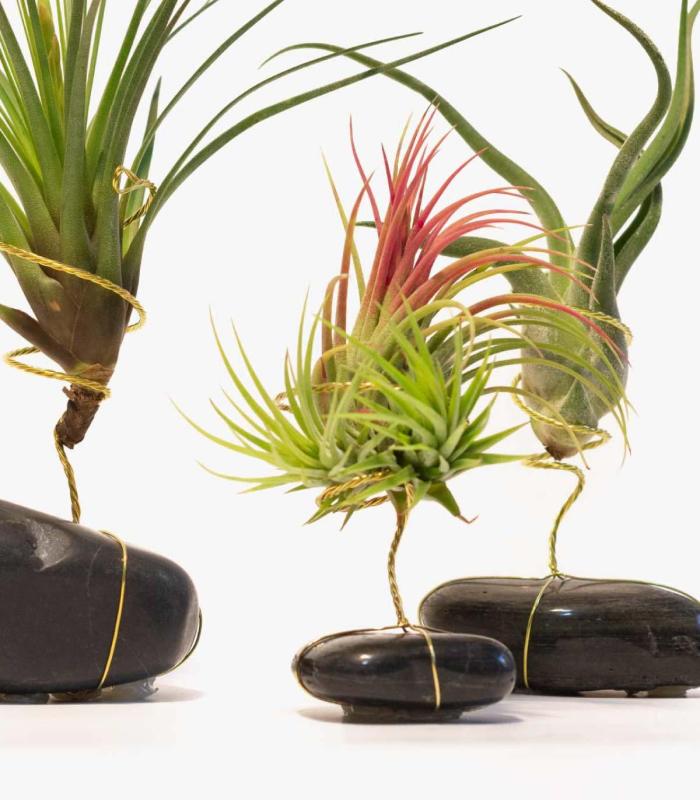 Comprar Planta de aire tillandsia con soporte Pietra nera naturale levigata