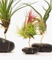 Comprar Planta de aire tillandsia con soporte Piedra negra natural pulida