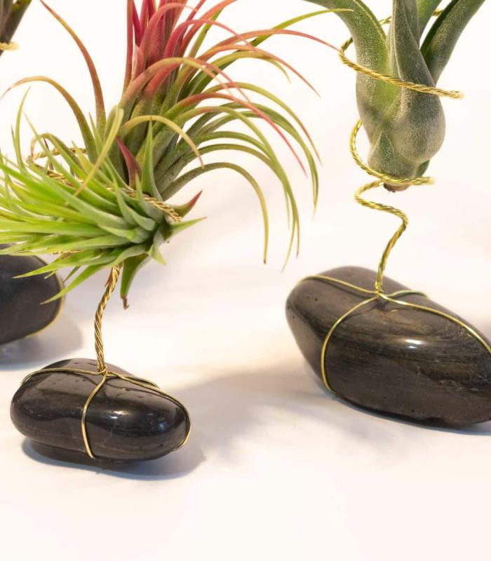 Comprar Planta de aire tillandsia con soporte Pietra nera naturale levigata
