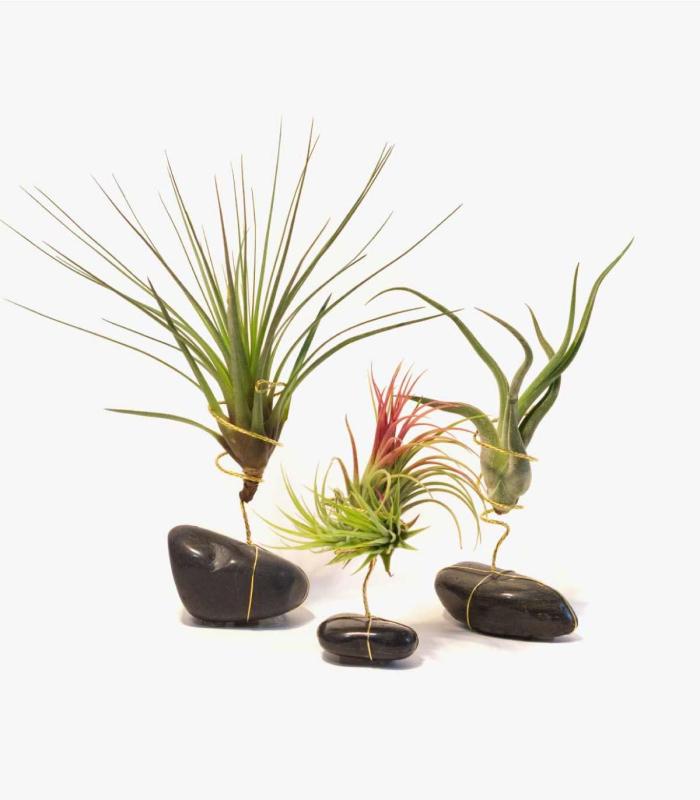 Comprar Planta de aire tillandsia con soporte Polished natural black stone