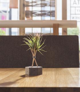 Comprar Planta de aire tillandsia con soporte Hexágono de hormigón con varillas