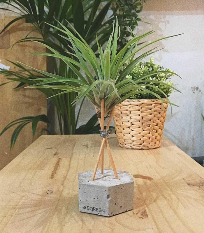 Comprar Planta de aire tillandsia con soporte Hexagone en béton avec tiges