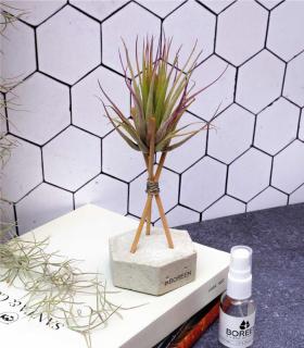 Comprar Planta de aire tillandsia con soporte Concrete hexagon with rods