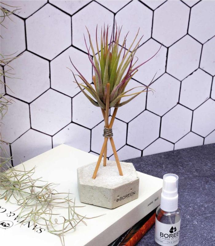Comprar Planta de aire tillandsia con soporte Hexágono de hormigón con varillas
