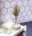 Comprar Planta de aire tillandsia con soporte Concrete hexagon with rods