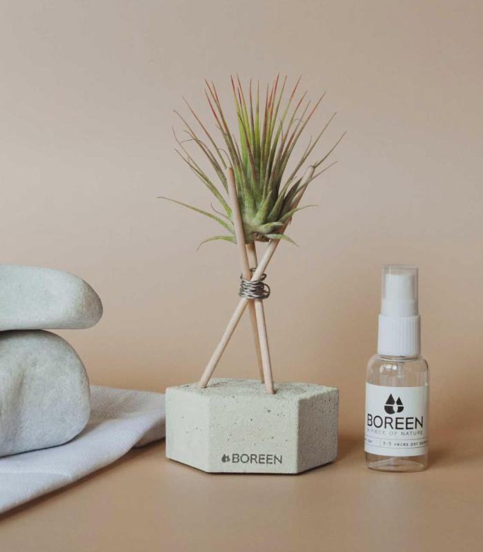 Comprar Planta de aire tillandsia con soporte Esagono in calcestruzzo con aste