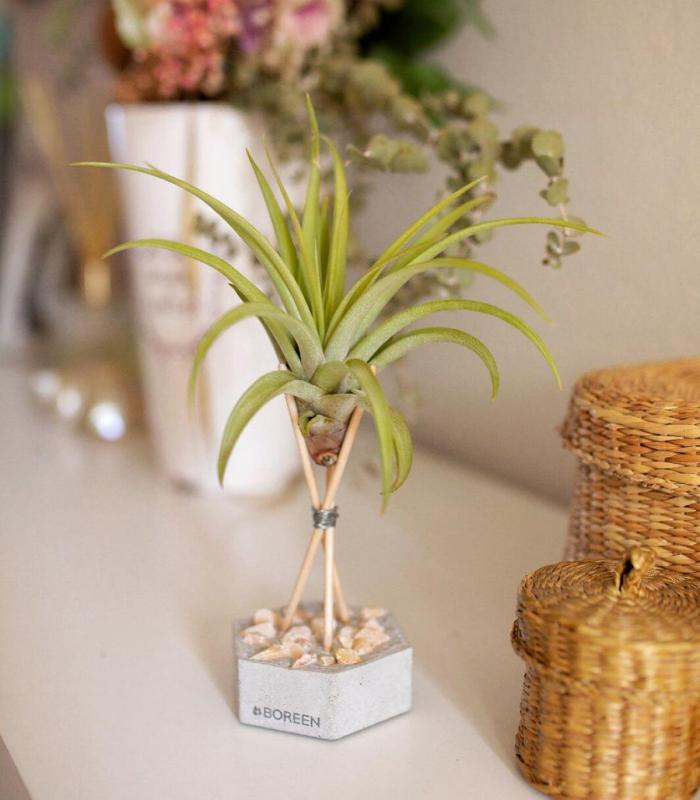 Comprar Planta de aire tillandsia con soporte Hexagone en béton avec pierres et tiges