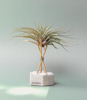 Comprar Planta de aire tillandsia con soporte Hexágono de hormigón con piedras y varillas