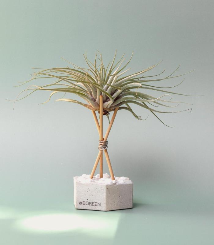 Comprar Planta de aire tillandsia con soporte Concrete hexagon with stones and rods