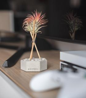 Comprar Planta de aire tillandsia con soporte Betonsechseck mit Steinen und Stäben