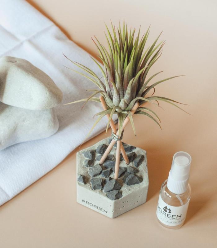 Comprar Planta de aire tillandsia con soporte Esagono in cemento con pietre e aste