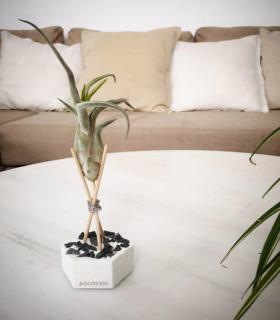 Comprar Planta de aire tillandsia con soporte Esagono di cemento con pietre e aste