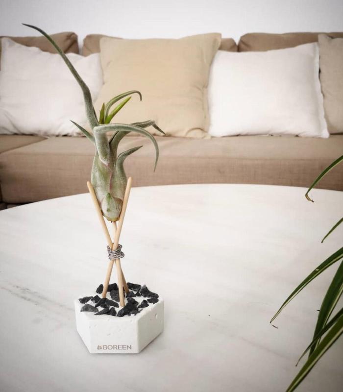 Comprar Planta de aire tillandsia con soporte Esagono di cemento con pietre e aste