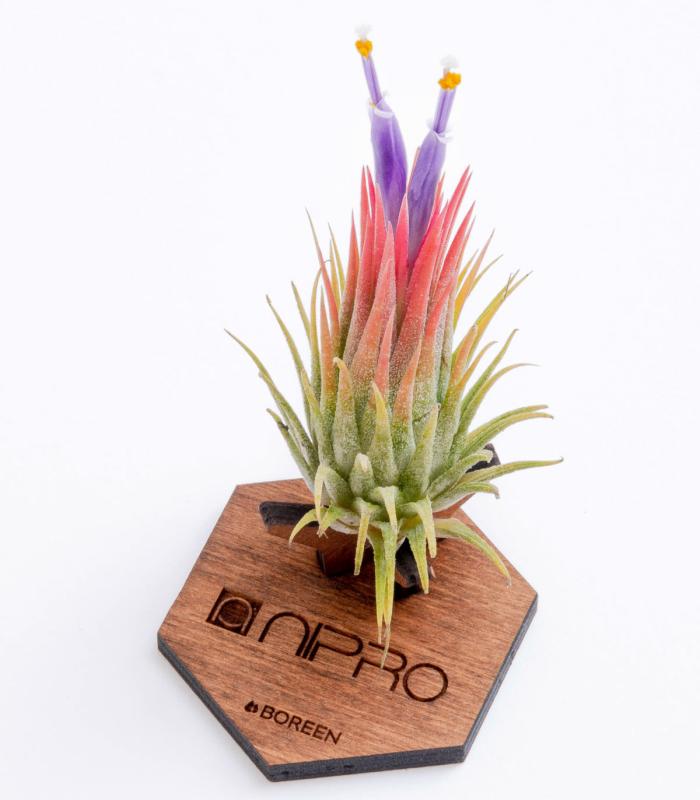 Comprar Planta de aire tillandsia con soporte Wooden Mind support
