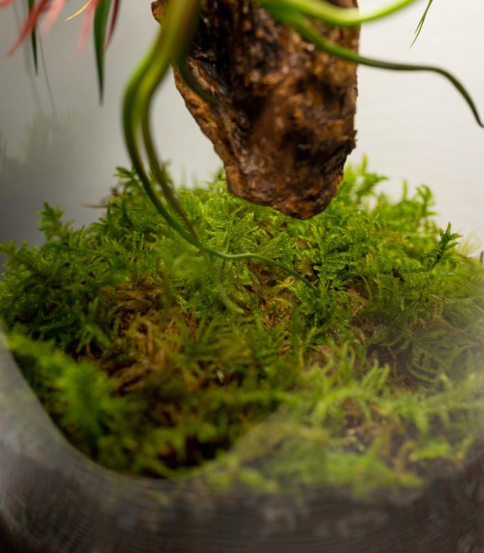 Comprar Planta de aire tillandsia con soporte Terrario con plantas de aire | Jardín eterno