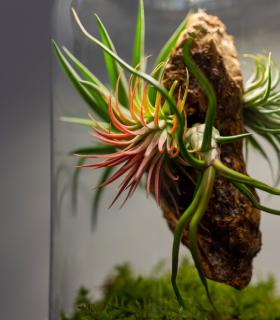Comprar Planta de aire tillandsia con soporte Terrario con plantas de aire | Jardín eterno