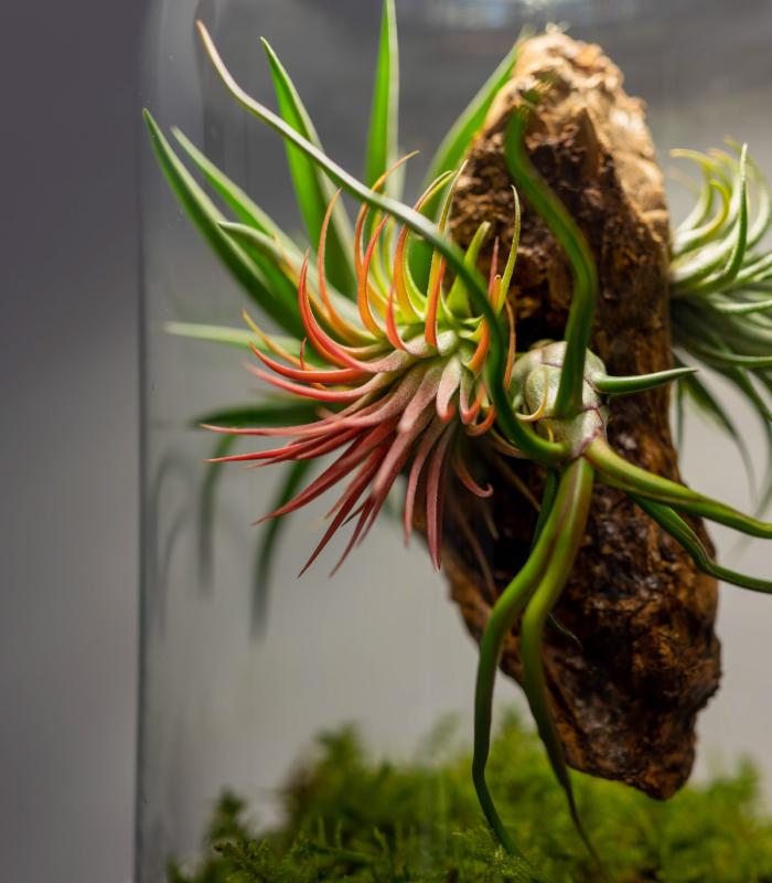 Terrario con Tillandsias: Tu jardín eterno en un bol - BOREEN Shop
