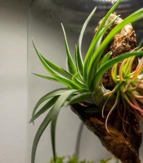 Comprar Planta de aire tillandsia con soporte Terrario con plantas de aire | Jardín eterno