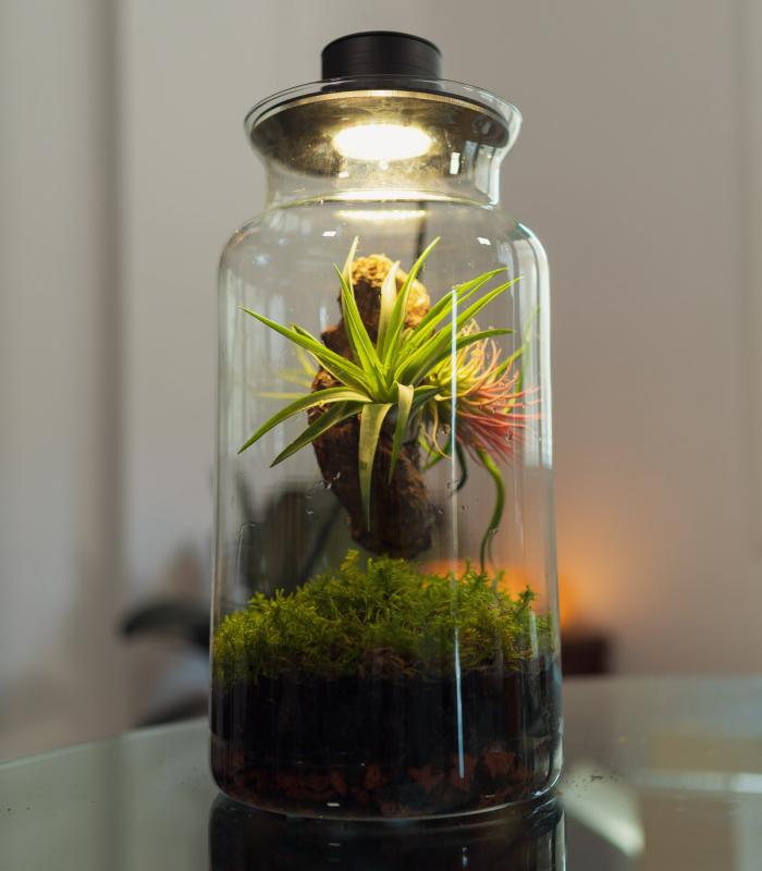 Terrario con Tillandsias: Tu jardín eterno en un bol - BOREEN Shop