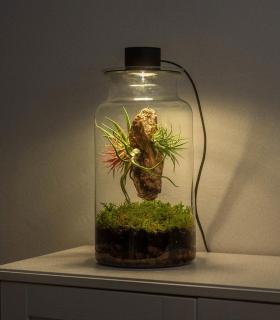 Terrario con Tillandsias: Tu jardín eterno en un bol - BOREEN Shop