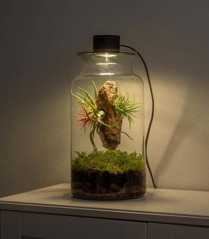 Comprar Planta de aire tillandsia con soporte Terrário com plantas aéreas | Jardim eterno