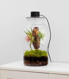 Terrario con Tillandsias: Tu jardín eterno en un bol - BOREEN Shop