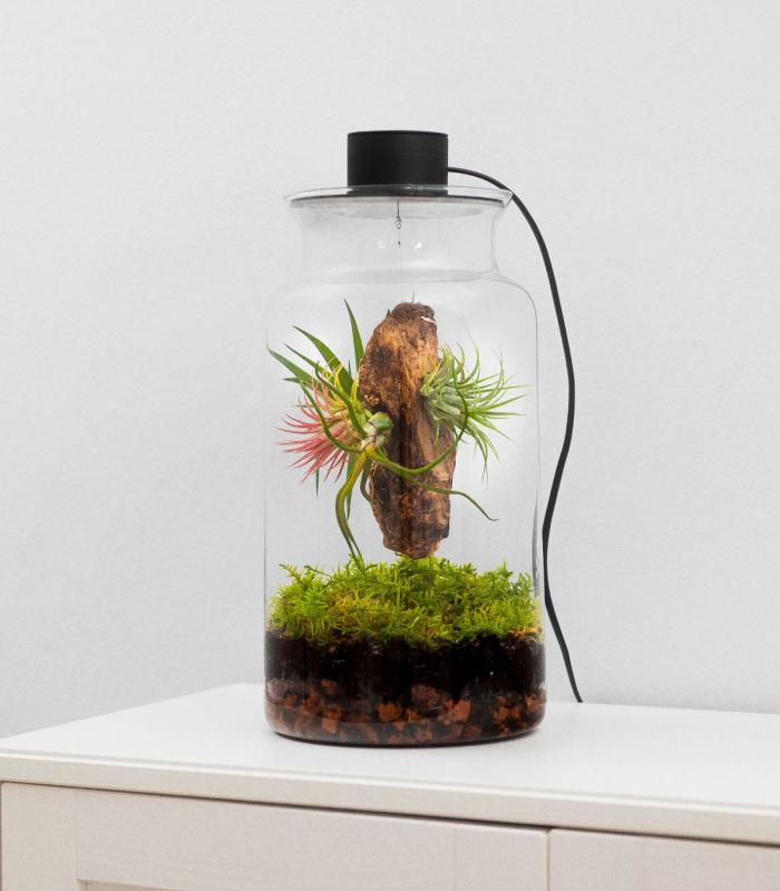 Comprar Planta de aire tillandsia con soporte Terrarium mit Luftplanzen | Ewiger Garten