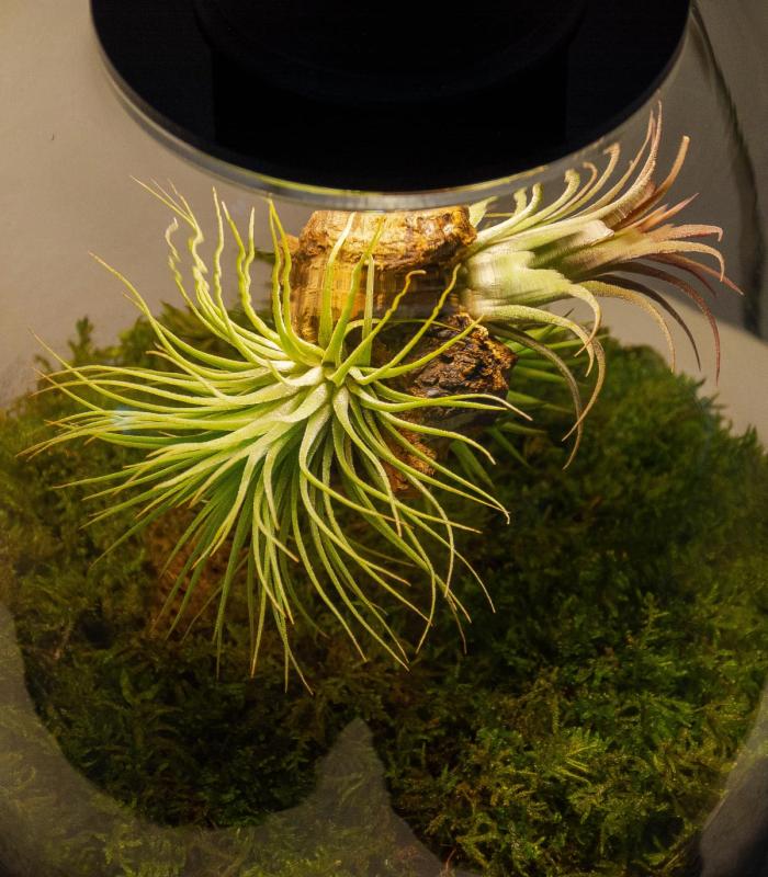 Comprar Planta de aire tillandsia con soporte copy of Terrarium avec des plantes aériennes | Jardin éternel