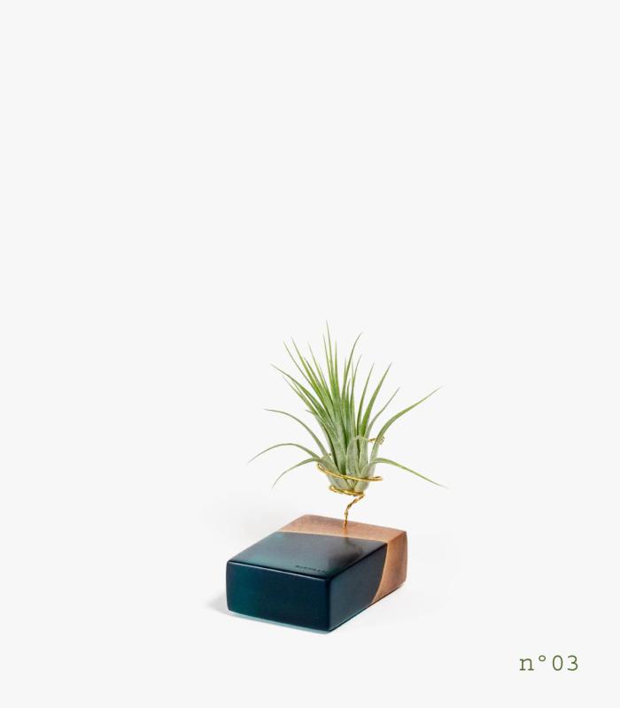Comprar Planta de aire tillandsia con soporte Legno di palissandro (edizione limitata)