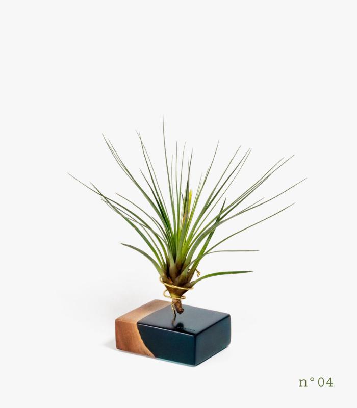 Comprar Planta de aire tillandsia con soporte Palisanderholz (Limited Edition)