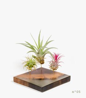 Comprar Planta de aire tillandsia con soporte Bois de palissandre (édition limitée)