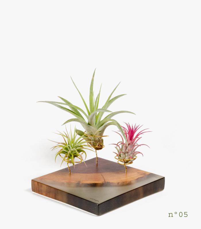 Comprar Planta de aire tillandsia con soporte Rosewood Wood (Edição Limitada)
