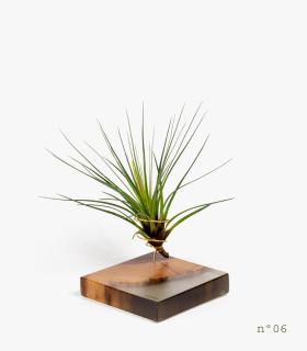 Comprar Planta de aire tillandsia con soporte Rosewood Wood (Limited Edition)