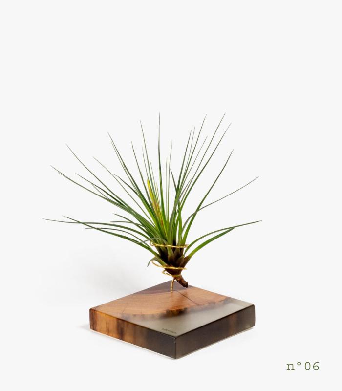 Comprar Planta de aire tillandsia con soporte Rosewood Wood (Edição Limitada)