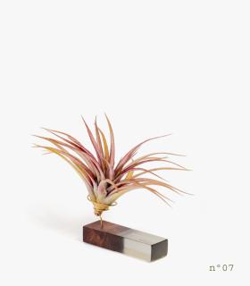 Comprar Planta de aire tillandsia con soporte Palisanderholz (Limited Edition)