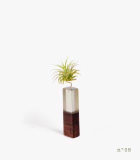 Comprar Planta de aire tillandsia con soporte Rosewood Wood (Limited Edition)