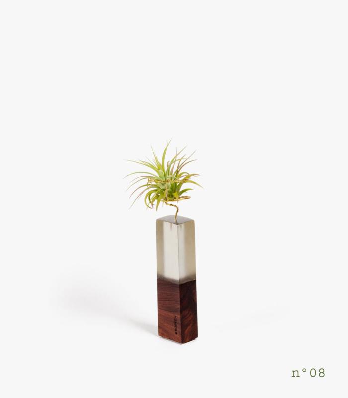 Comprar Planta de aire tillandsia con soporte Rosewood Wood (Limited Edition)
