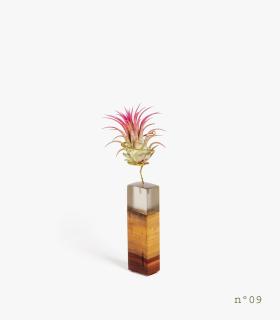 Comprar Planta de aire tillandsia con soporte Legno di palissandro (edizione limitata)