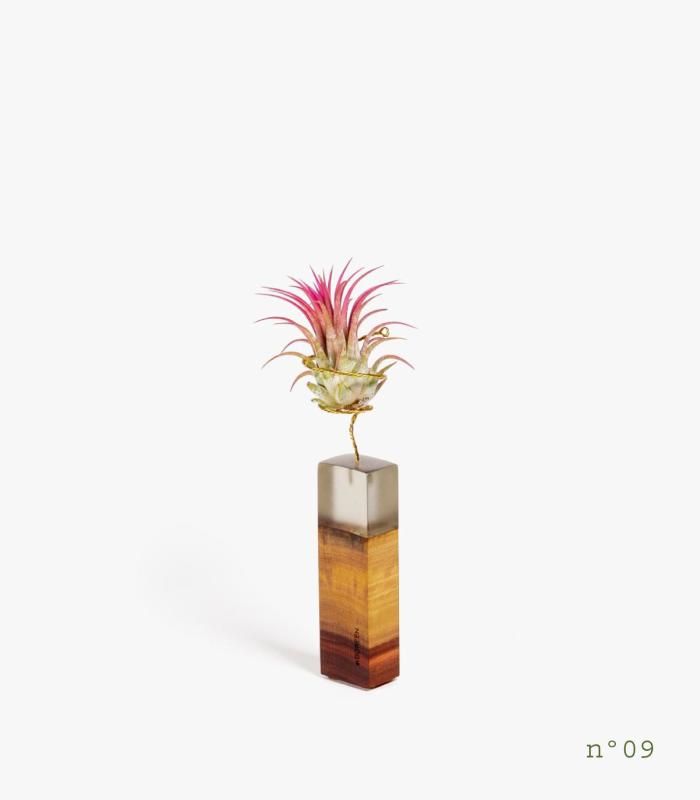 Comprar Planta de aire tillandsia con soporte Rosewood Wood (Limited Edition)