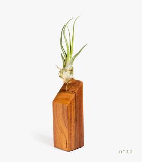 Comprar Planta de aire tillandsia con soporte Palisanderholz (Limited Edition)