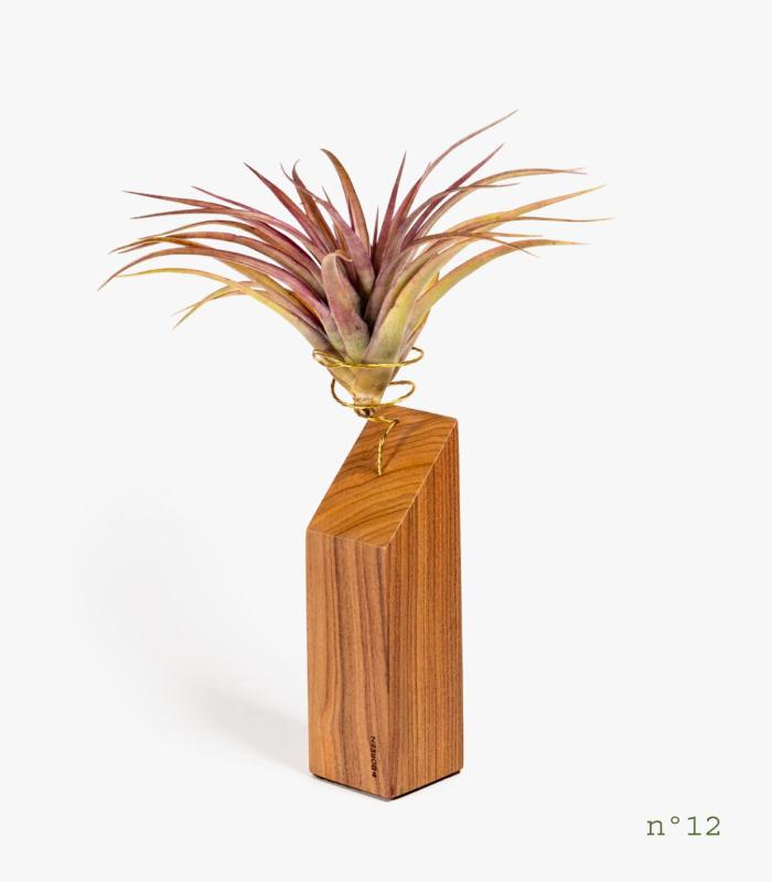 Comprar Planta de aire tillandsia con soporte Palisanderholz (Limited Edition)