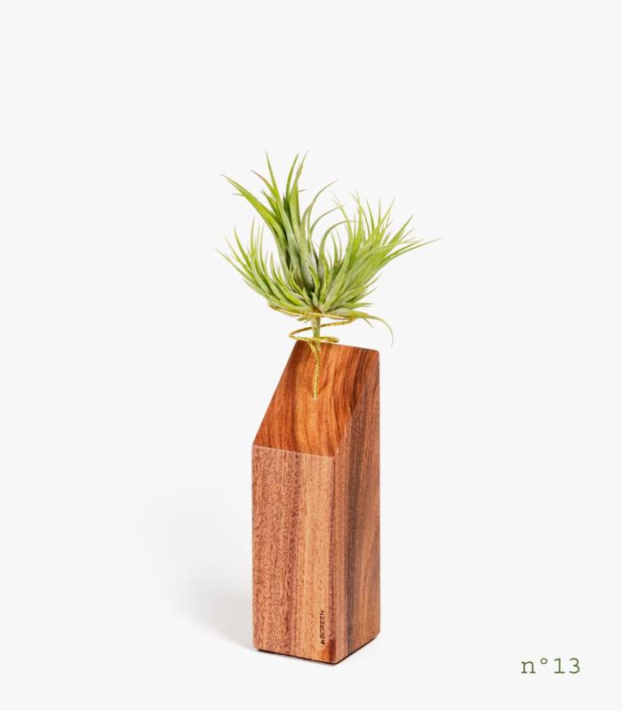 Comprar Planta de aire tillandsia con soporte Palisanderholz (Limited Edition)
