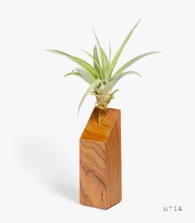 Comprar Planta de aire tillandsia con soporte Legno di palissandro (edizione limitata)