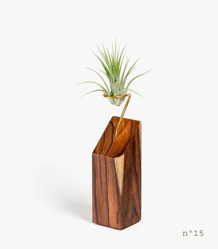 Comprar Planta de aire tillandsia con soporte Palisanderholz (Limited Edition)